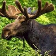 Moose