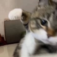 Hamsterpants