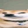 wideshiba