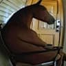 chill ass horse