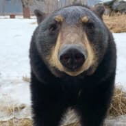 real bear