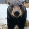 real bear