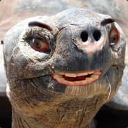 Paul The Suicidal Turtle
