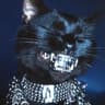 gato