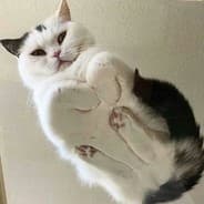 Bibhu