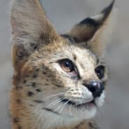 Serval