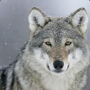 wolfe "/