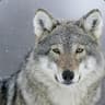 wolfe "/