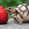 Jonnie.Alley (Turtle Technician)