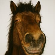 Cavalo
