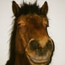 Cavalo