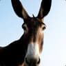 Mule :3