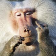 KingKarl
