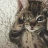 cat