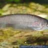 Xenomystus