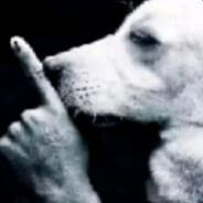 Adog Fitler
