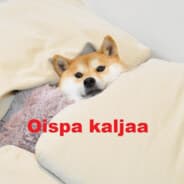 Salmiakkikossu