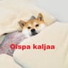 Salmiakkikossu