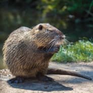 Ratão do banhado