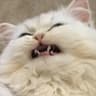 KisyaMeow