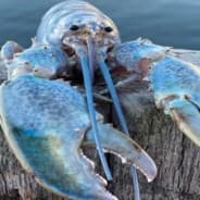 Lobstr