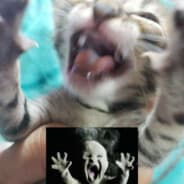 Gato Preto