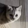 SIRIU