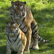 HappyTiger
