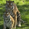 HappyTiger