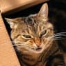 Catlue