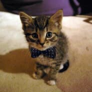 LordPig
