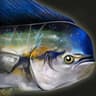 Mighty Mahi-Mahi