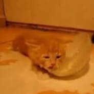 GM