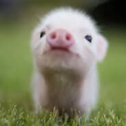 Oink