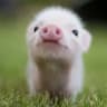Oink