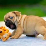 GordoPerro
