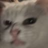 Droedlet
