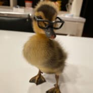 Duckann