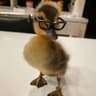 Duckann