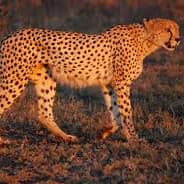 gepard biznesu