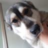 Kali the doggy dawg