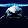 MegaloDON