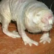 Ratão Albino Murcho