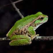 ToastedFrog