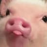 qqseka
