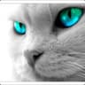 SheunZ