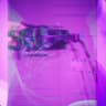 CodeineOnMyMind