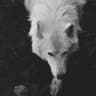 OBSESSEDWOLF