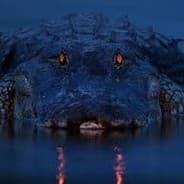 Alligator