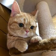 Queenieヽ(◠‿◠????)